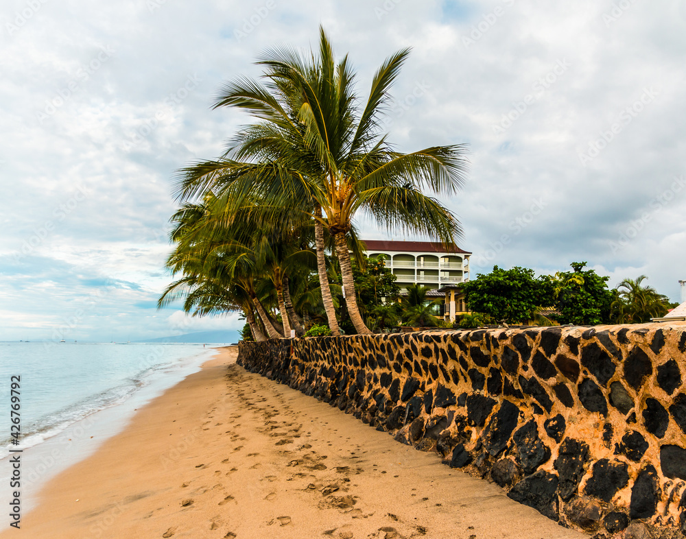 Obraz premium Lava Rock Wall and Palm Trees on Lahaina Beach, Lahaina, Maui, Hawaii, USA