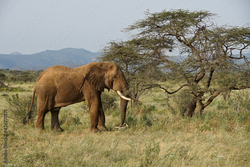 Fototapeta premium Bull elephant feeding on acacia tree, Samburu Game Reserve, Kenya