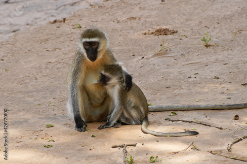 Female black-faced vervet monkey with nursing baby, sitting on sandy ground near river, Samburu Game Reserve, Kenya
