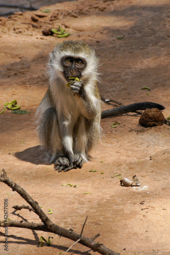 Young black-faced vervet monkey eating leaves on sandy ground near river, Samburu Game Reserve, Kenya