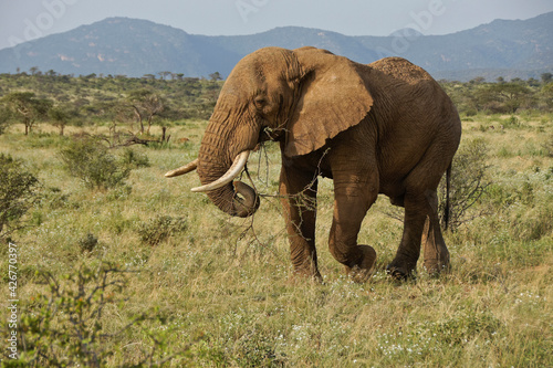 Bull elephant carrying acacia branch to eat while walking  Samburu Game Reserve  Kenya