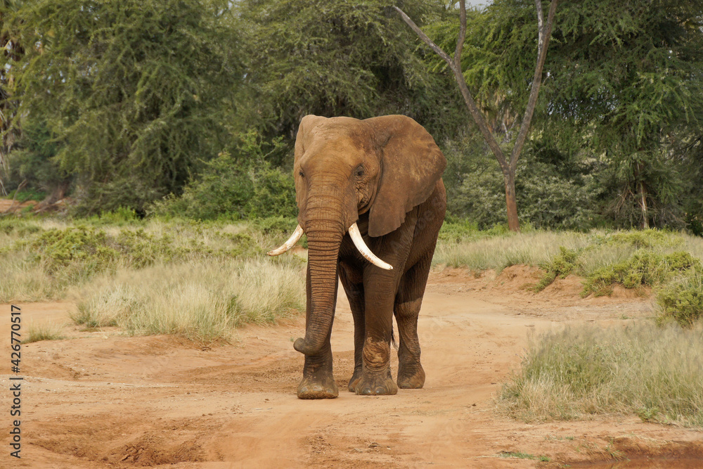 Bull elephant walking on dirt road in Samburu Game Reserve, Kenya