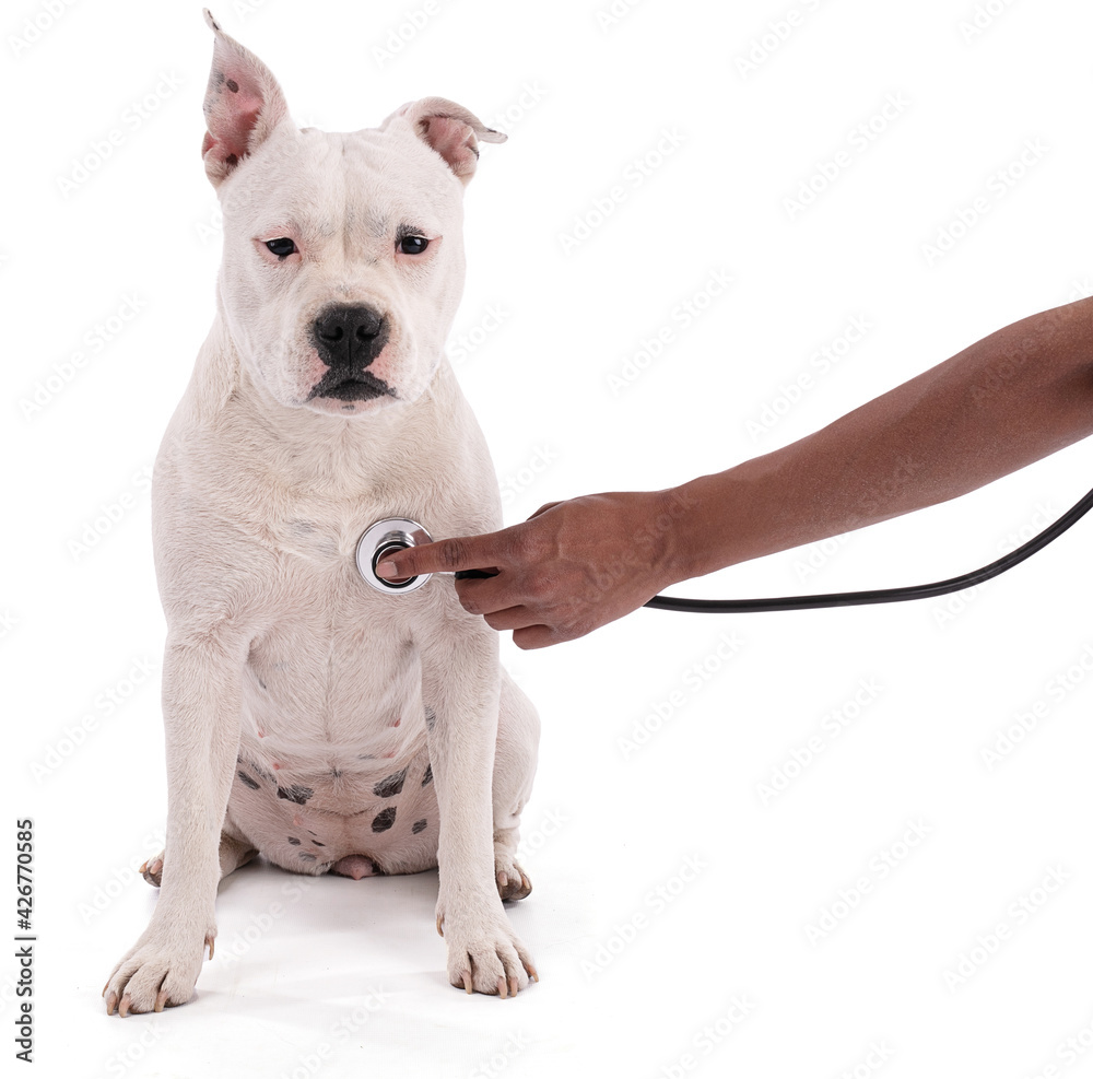 Female white american staffordshire auscultated with a stethoscope