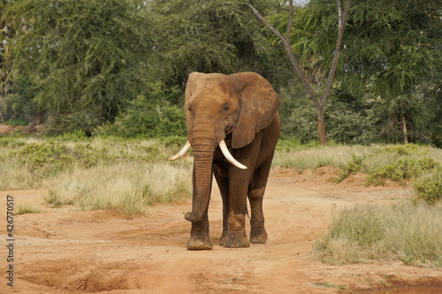 Bull elephant walking on dirt road in Samburu Game Reserve  Kenya
