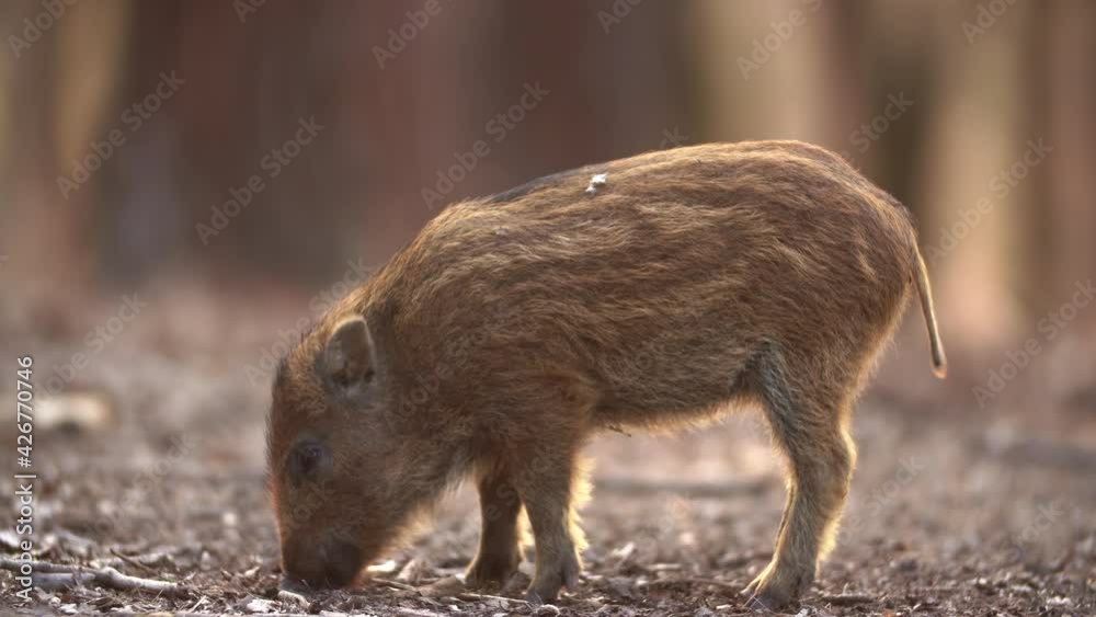 Closeup young wild boars Sus scrofa calm piggy looking for nutriment in deep wood. Wildlife tranquil scene of long furry animals. Strong nose and well smell sense to search food in omnivorous mammal. Closeup young wild boars Sus scrofa calm piggy looking for nutriment in deep wood. Wildlife tranquil scene of long furry animals. Strong nose and well smell sense to search food in omnivorous mammal.