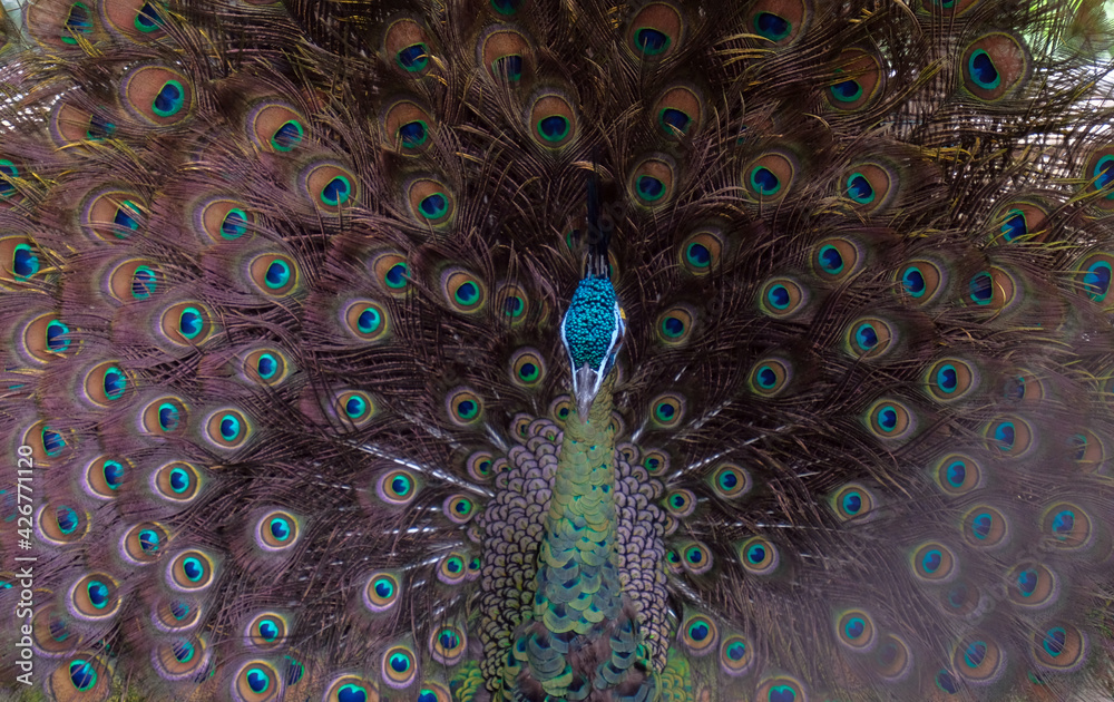 Obraz premium The green peafowl (Pavo muticus). Close up detail of Green Peafowl male in the wild