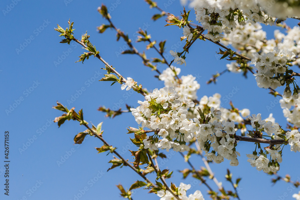Branches with white blossoming cherry blossoms in a private garden. Branches with white blossoming cherry blossoms in a private garden.