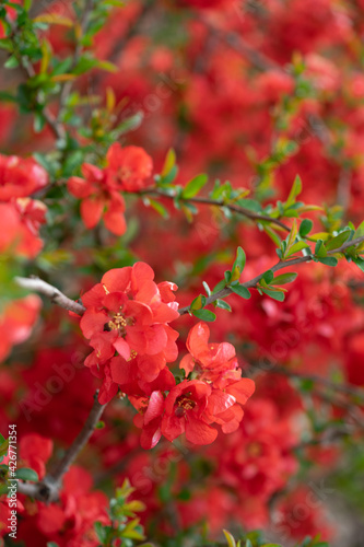 red flowers in the garden