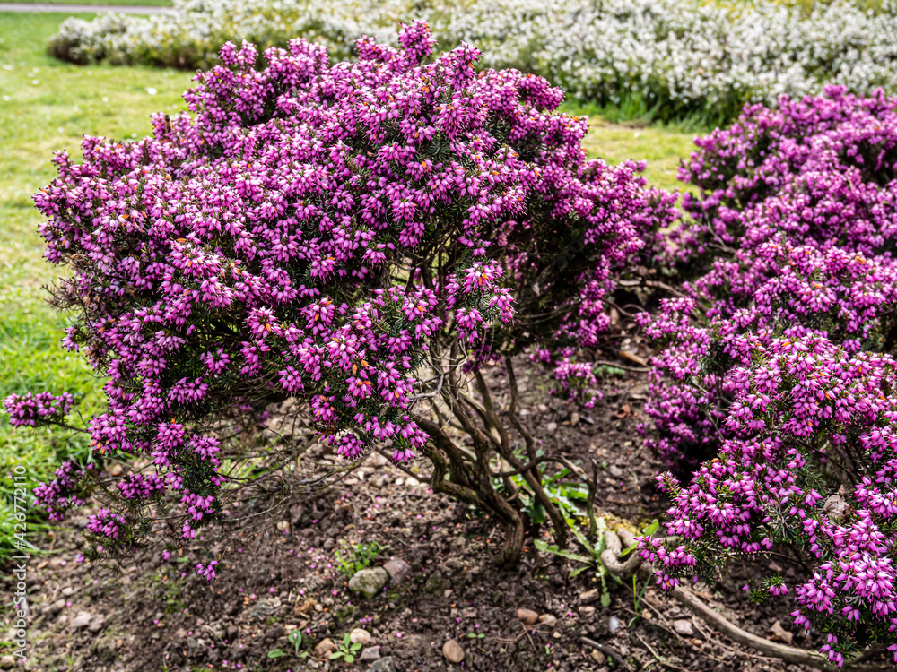 Spring flowers in the garden. Spring flowers in the garden.