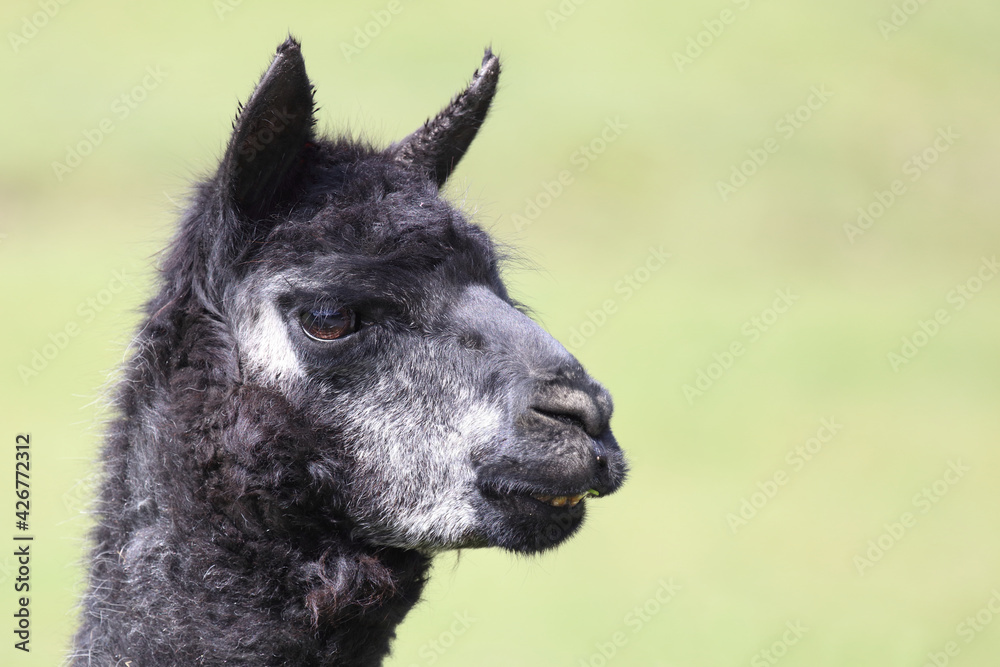 Fototapeta premium Alpaka / Alpaca / Vikugna pacos