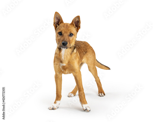 Yellow Crossbreed Puppy Standing on White