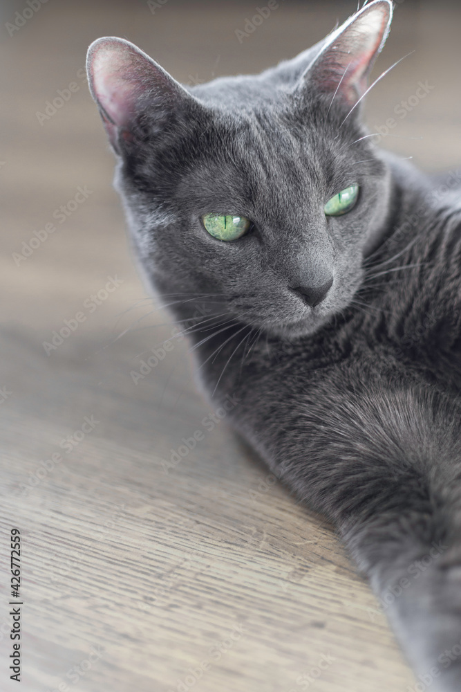 Portrait of russian blue cat resting on the floor