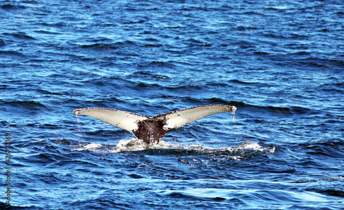 NJ Whale Tail
