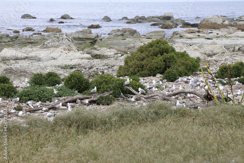 Rotschnabelmöwe / Red-billed gull / Larus scopulinus