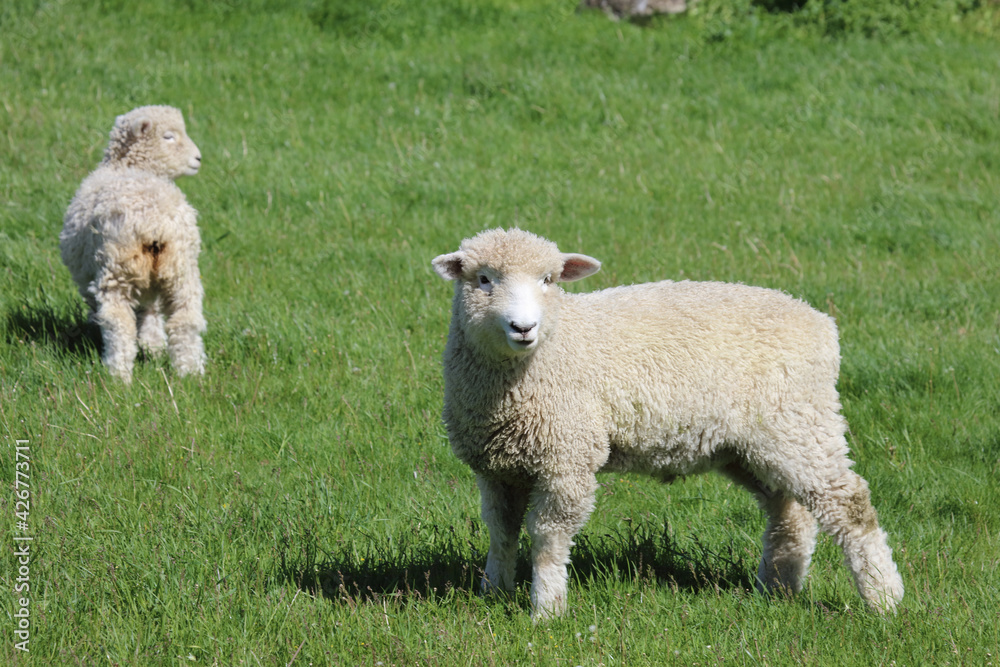 Fototapeta premium Romneyschaf / Romney sheep / Ovis.