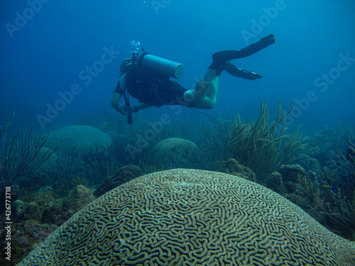 Brain coral Diploria labyrinthiformis in the Rosario Islands National Natural Park, Colombia photo