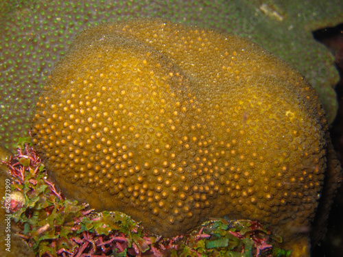 Coral orbicella annularis in Tayrona National Natural Park, Colombia photo