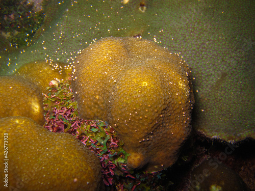 Coral orbicella annularis in Tayrona National Natural Park, Colombia photo