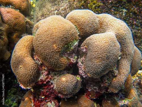Coral orbicella annularis in Tayrona National Natural Park, Colombia photo