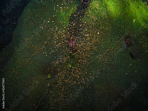 Coral Orbicella faveolata in the natural national park Islas del Rosario, Colombia