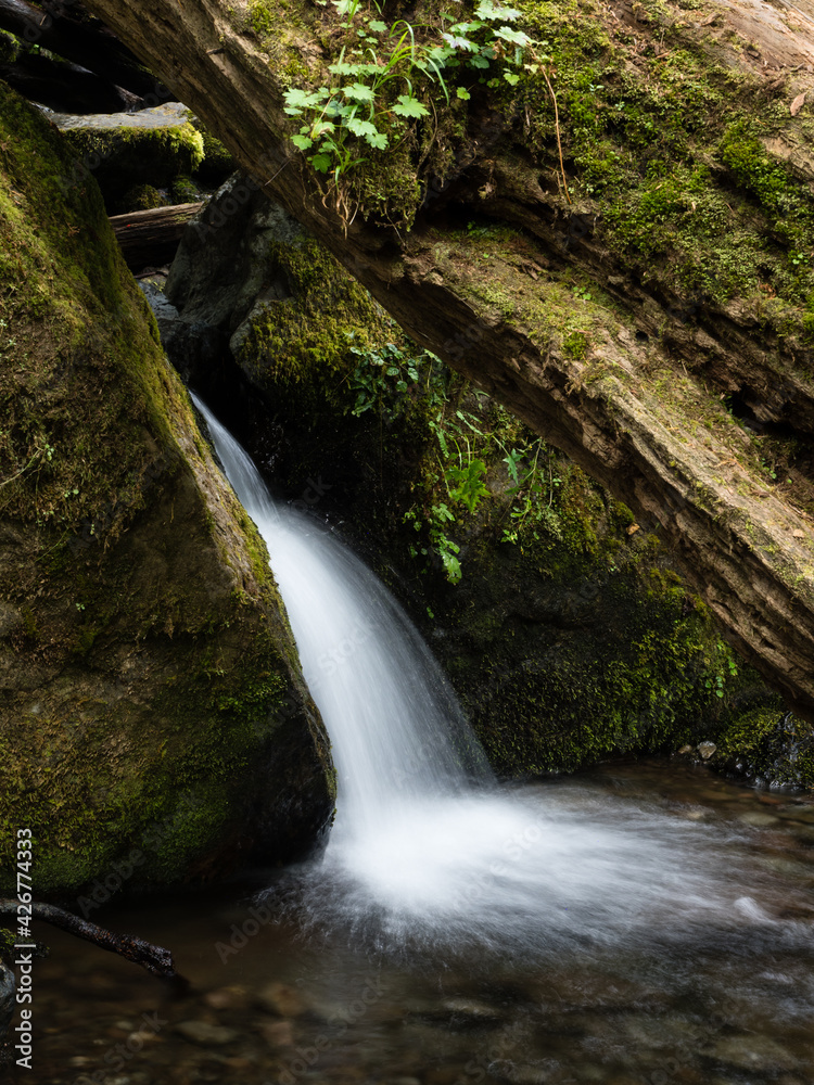 Fototapeta premium Merriman creek cascading at Merriman Falls in Lake Quinault valley - Olympic peninsula, WA, USA