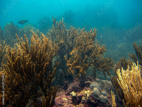 Soft corals of the plexauridae family in Tayrona National Natural Park