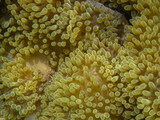Soft coral Ricordea florida in Tayrona national natural park