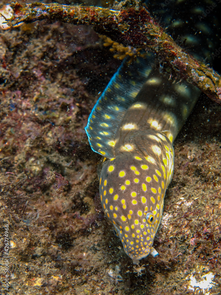 Myrichthys breviceps in the Rosario Islands National Natural Park Stock