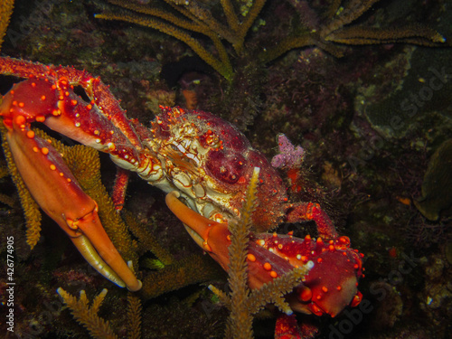 King crab maguimithrax spinosissimus in the Rosario Islands natural national park photo