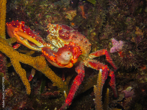 King crab maguimithrax spinosissimus in the Rosario Islands natural national park