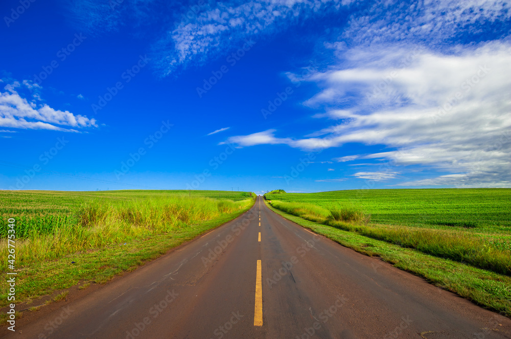 country road. beautiful rural landscape

