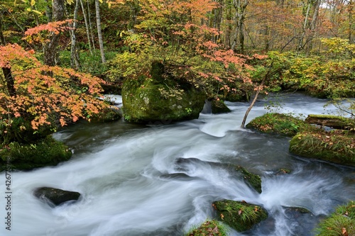 晩秋の奥入瀬渓流の急流と紅葉のコラボ情景＠青森