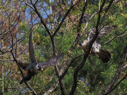 木の上で餌渡しをする繁殖期のハヤブサカップル