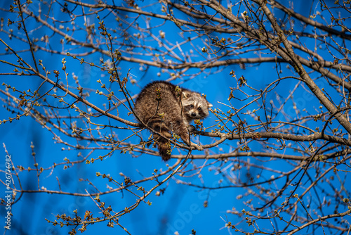 Photography Raccoon on branch