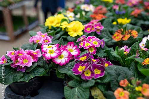 Obraz na plátně Primroses of various colors in a flower shop or greenhouse