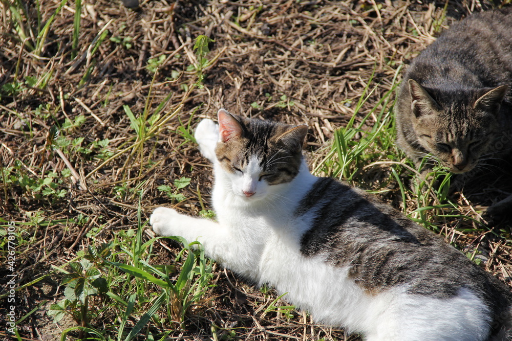 雑草で覆われた地面で休む、２匹の野良猫