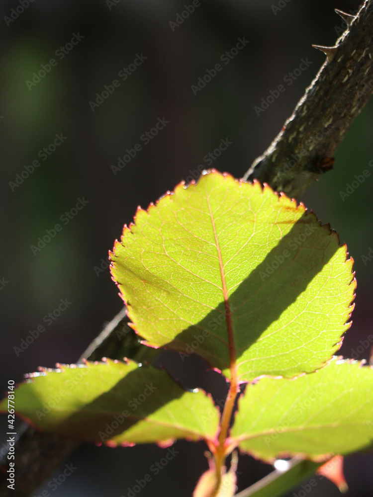 spring leaves on the tree