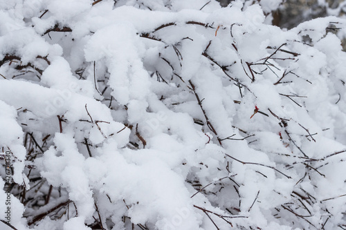 Snow on the branches of trees and bushes after a snowfall. Beautiful winter background with snow-covered trees. Plants in a winter forest park. Cold snowy weather. Cool texture of fresh snow. Closeup.
