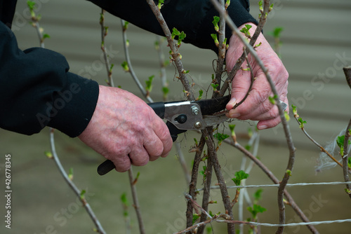manual pruning of bushes cut green nature man