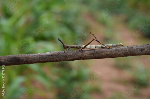 Fotografia Bicho Pau