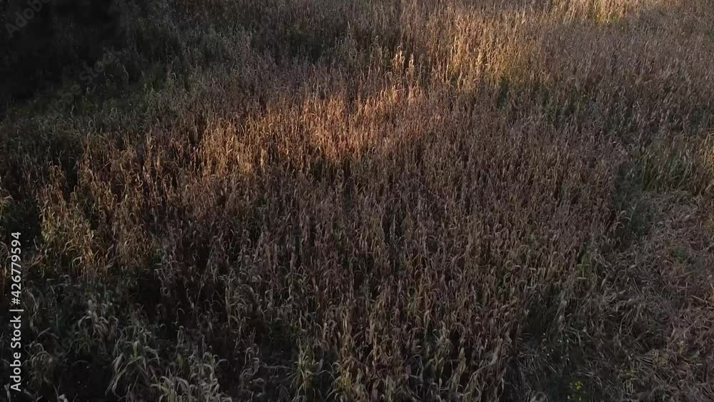Bosque de pinos desde el aire naturalesa con drone 6 Bosque de pinos desde el aire naturalesa con drone 6
