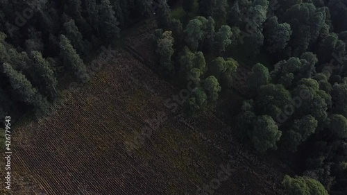 Bosque de pinos desde el aire naturalesa con drone 8 photo