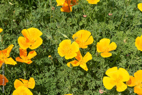 California Poppy (Eschscholtzia californica) in the field a lot photo