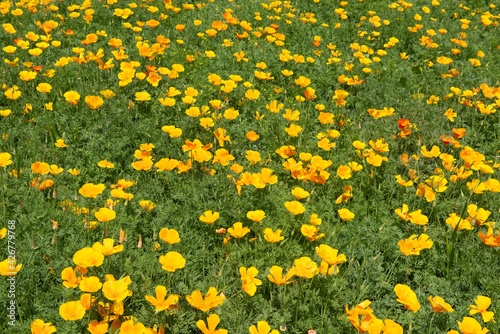 California Poppy (Eschscholtzia californica) in the field a lot