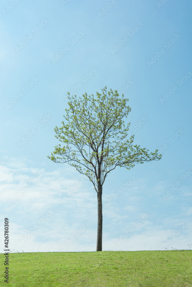 a single tree, field and blue sky a single tree, field and blue sky