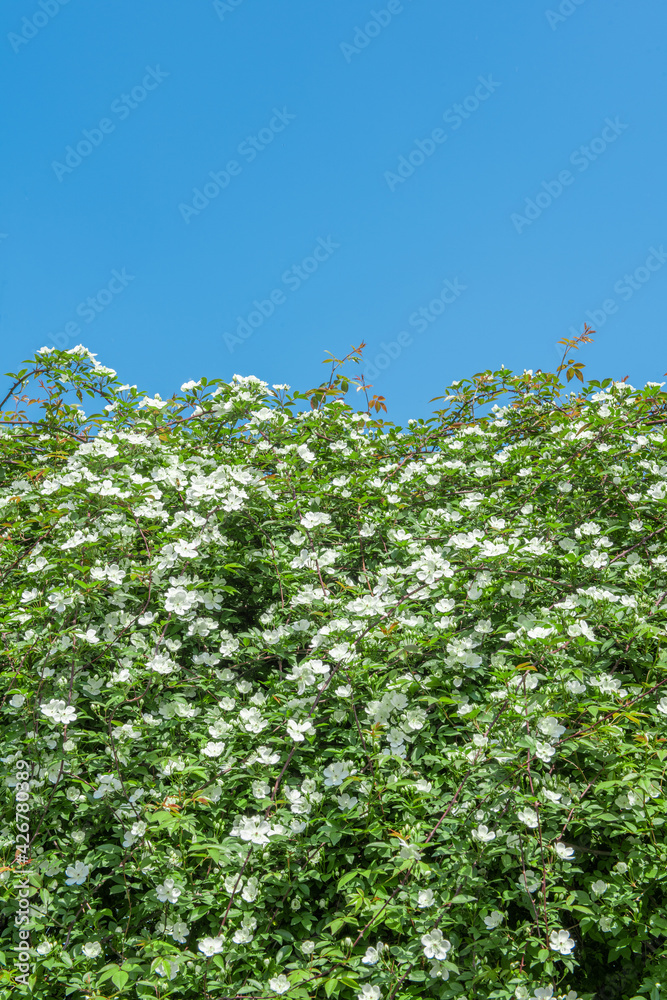 spring flower white multiflora rose with blue sky.