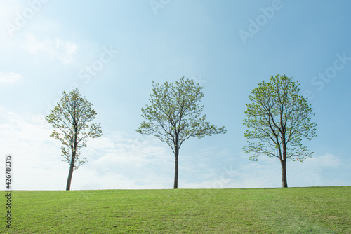 three trees, field and blue sky