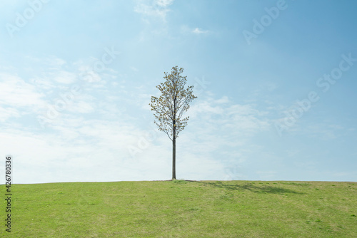 a single tree, field and blue sky