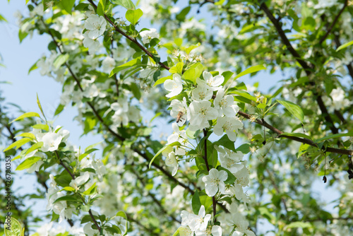 white crab apple flowers in the springtime