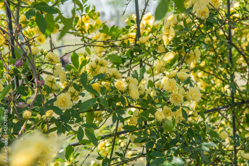 spring flower white multiflora rose